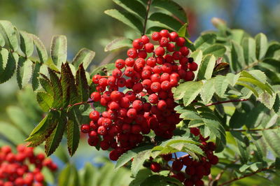 Close-up of berries growing on tree