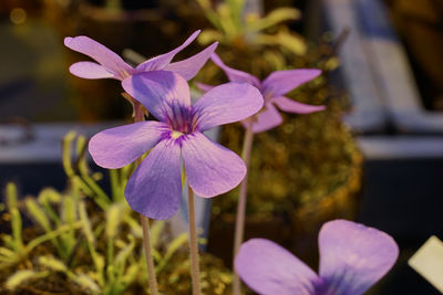 Close-up of purple flowers blooming outdoors