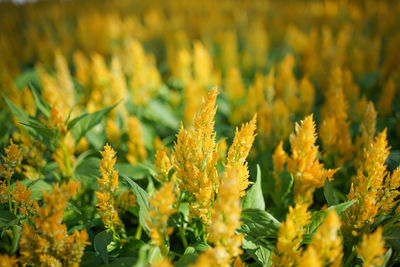 Close-up of yellow flowering plants on field