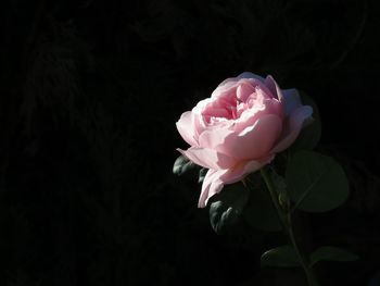 Close-up of pink rose