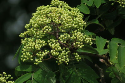 Close-up of fruits growing on plant