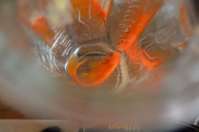 Close-up of jellyfish swimming in water
