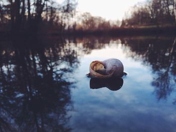 Reflection of trees in water