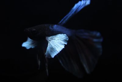 Close-up of blue flower against black background