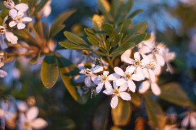 Close-up of cherry blossom