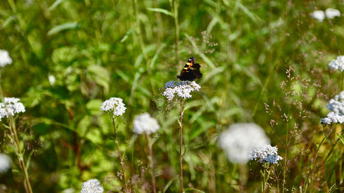 Close-up of butterfly pollinating on flower