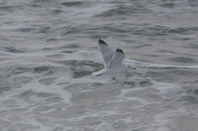 Seagull flying over a sea