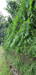 Trees growing on field in forest