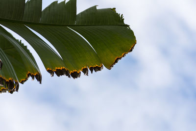 Low angle view of green leaves on tree against sky