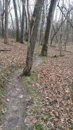 Trees on ground