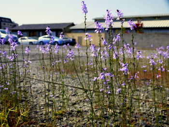 Close-up of purple flowers blooming in field