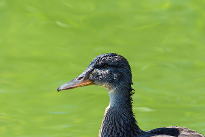 Close-up of bird