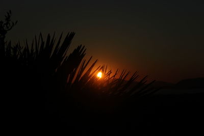 Silhouette plants against sky during sunset