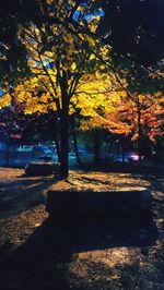 Trees against sky during autumn