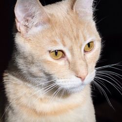 Close-up portrait of cat