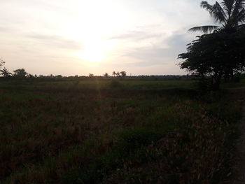 Scenic view of field against sky during sunset