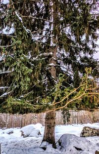 Frozen trees in forest during winter