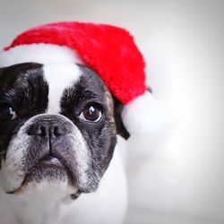 Close-up portrait of dog