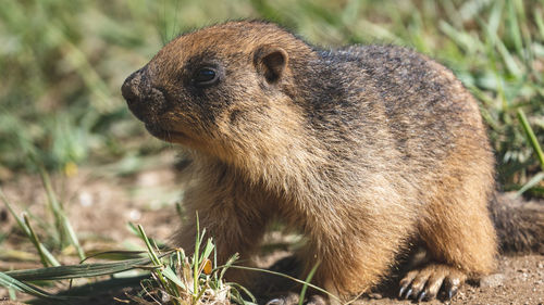 Close-up of an animal on field