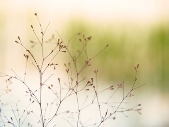 Close-up of flowering plants on field against sky