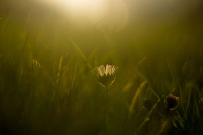 Close-up of flower blooming on field