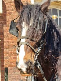 Close-up of a horse