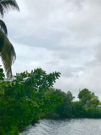Plants by trees against sky