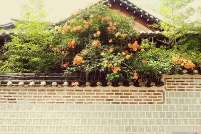 Flowers growing on wall