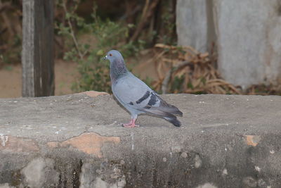 Close-up of pigeon perching on retaining wall