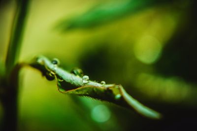 Close-up of insect on leaf