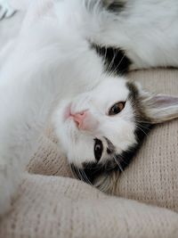 Close-up of cat sleeping