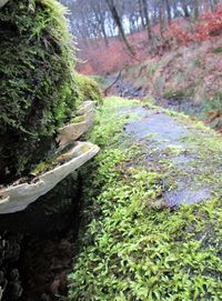 Scenic view of forest