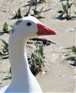 Close-up of a bird