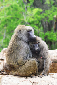 Monkeys sitting outdoors