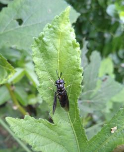 Close-up of insect on leaf