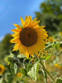 Close-up of sunflower