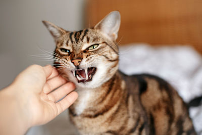 Cropped image of person hand with cat
