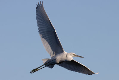 Flying snowy egret wings spread