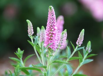 Close-up of pink flowering plant