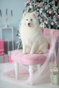 Dog looking away while sitting on table