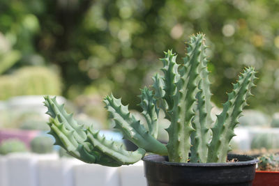 Close-up of succulent plant