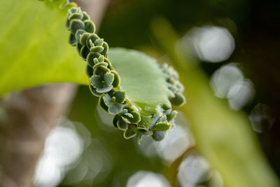 Close-up of green plant