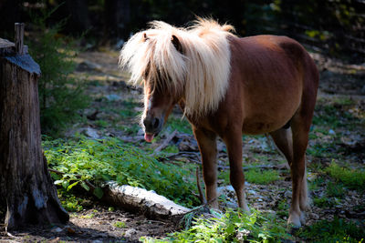 Horse standing in a field