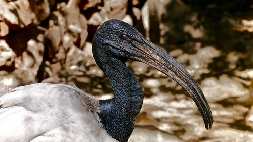 Close-up of swan