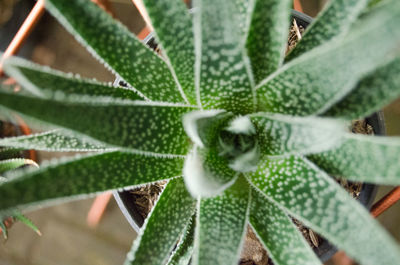 Close-up of succulent plant