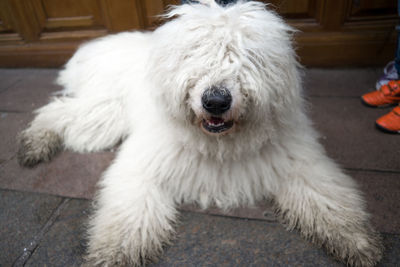 Close-up portrait of dog at home