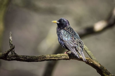 Close-up of bird perching on branch