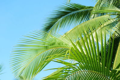 Low angle view of palm tree against sky