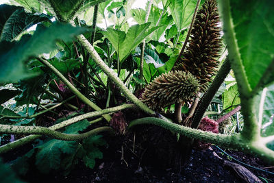 Close-up of plants growing on field