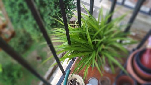 Close-up of potted plant